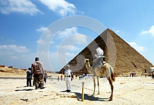 Camel and pyramid