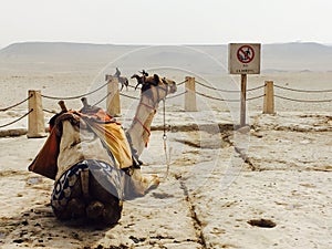 Camel and pyramid