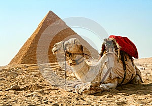 Camel Pyramid Of Giza, Egypt