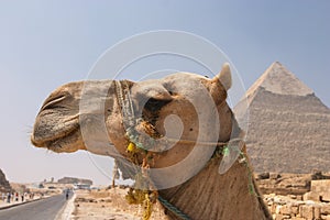Camel at the pyramids