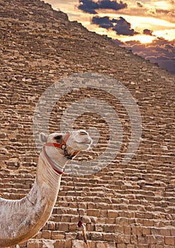 Camel and Pyramids