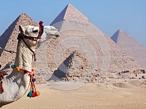 Camel and pyramids