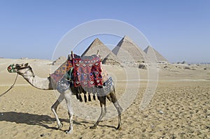 Camel and pyramids