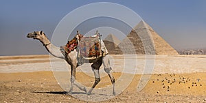 Camel with the Pyramids of Gizeh, Egypt