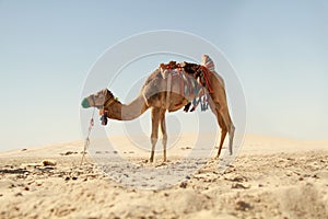 Camel in Arabian Desert
