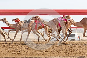 Camel race at Al Wathba in Abu Dhabi, UAE