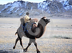 Camel race competition during the Golden Eagle Festival held in the winter in Ulgi Mongolia