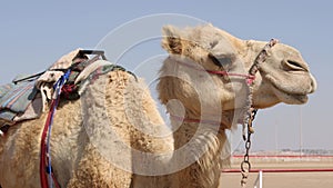 Camel at the race track in Al Wathba in Abu Dhabi in UAE