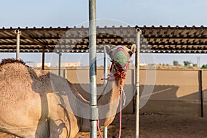 A camel at a racing camel farm