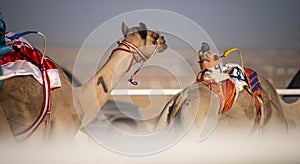 Camel Racing Challenges