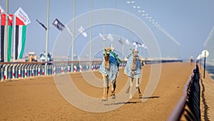 Camel racing in Dubai