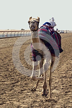 Camel racing in Dubai with a robot jockey on the track