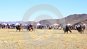 Camel racing at the Golden Eagle Festival