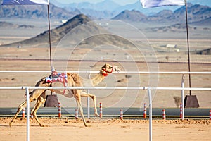 Camel racing for the king\'s cup, Al Ula
