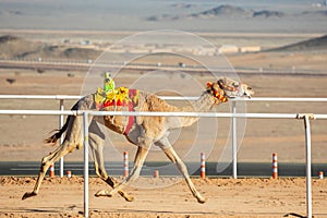 Camel racing for the king's cup, Al Ula, Saudi Arabia photo