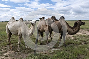 Camel Ranch, Camels, Pasture, Grazing