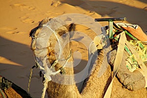 Camel ready to ride in desert