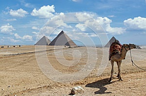 A camel ready for tourists, Giza Pyramids on background. Egypt