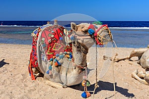 Camel on the Red Sea beach in Marsa Alam, Egypt