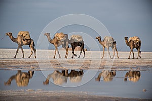 Camel reflection on the lake karum