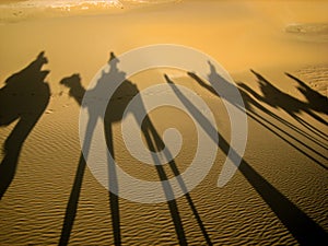 Camel reflection on the sand at sunset, Sahara Desert, Morocco.