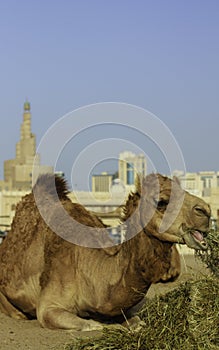 Camel relaxing in front of a mosque