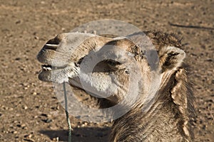 Camel resting