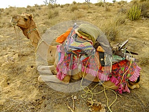 Camel resting during camel safari, Thar desert, India