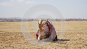 Camel Resting in the Desert