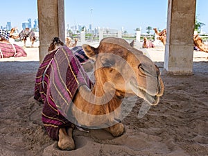 Camel Resting in Doha, Qatar