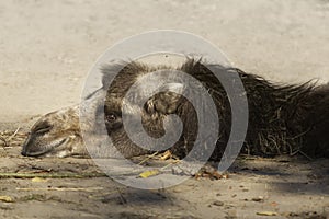 Camel resting on sand