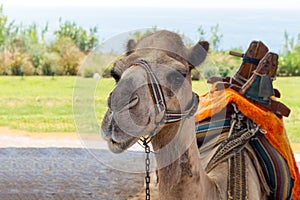Camel resting on sand.