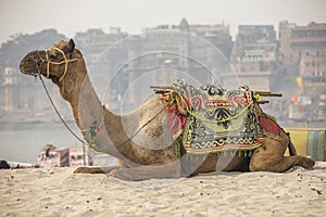 Camel resting on sand