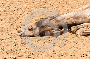 Camel resting on the sand in the Wahiba Sands of desert in Oman