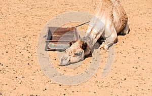 Camel resting on the sand in the Wahiba Sands of desert in Oman