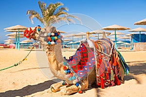 Camel resting in shadow on the beach of Hurghada