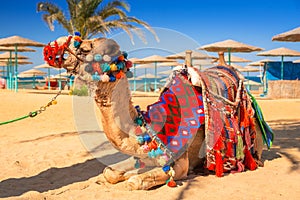 Camel resting in shadow