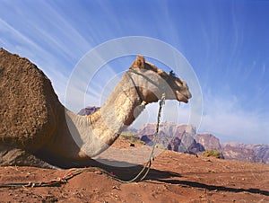 Camel resting in Wadi Rum