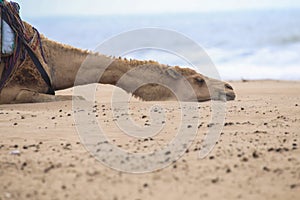 Camel rests on the beach