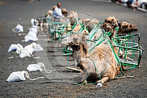 Camel rests in desert