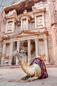 A Camel rests in front of the treasury, Petra, Jordan