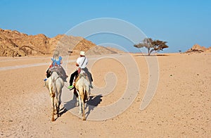 Camel ride