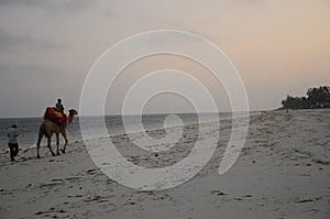 Camel ride on the beach