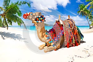 Camel ride on the beach