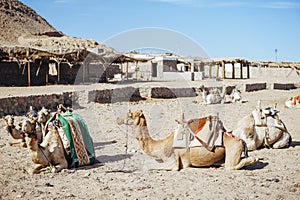 Camel ride at desert safari in Egypt. Camels Resting in The Thar Desert