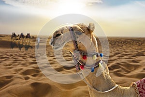 Camel ride in the desert at sunset with a smiling camel head