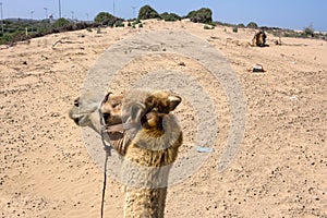 Camel ride on Essaouira Beach in Morocco