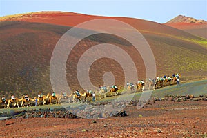 Camel ride within an excursion in Lancarote, Canary islands