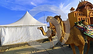 Camel ride at great Rann of Kutch Rann Utsav, Gujarat