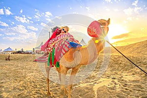 Camel ride with woman